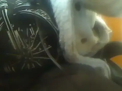 markluvskitty online show from 03/07/25, 09:06