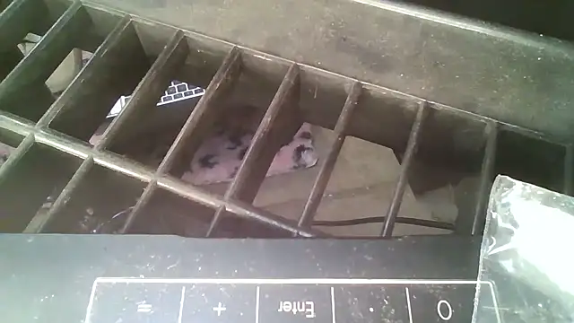 Snapshot of allissonw13 chatting on 10/23/25, 08:46 allissonw13 online show from 10/23/25, 08:46