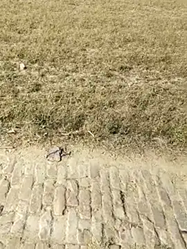 Hot-rubina online show from 04/11/26, 10:41