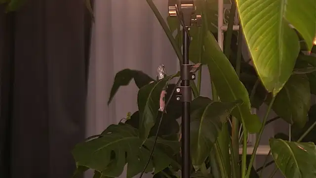 Snapshot of EmilyRaymont chatting on 10/06/25, 04:10 EmilyRaymont online show from 10/06/25, 04:10