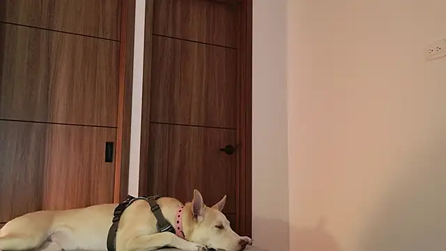 Hot Couple666 online show from 09/09/25, 01:49