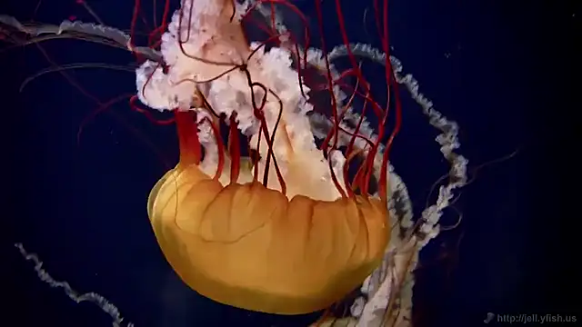 streamy test11 online show from 11/05/25, 12:16