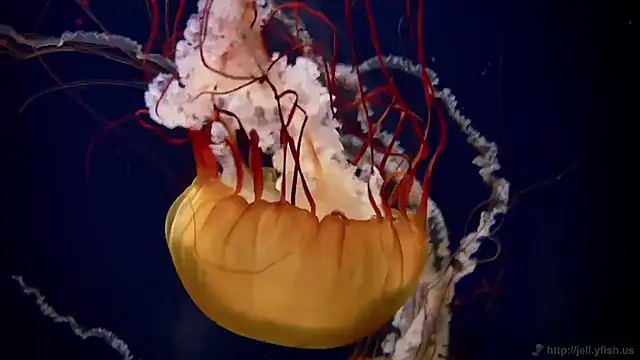 streamy test11 online show from 11/12/25, 01:44