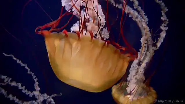 streamy test11 online show from 11/21/25, 08:57