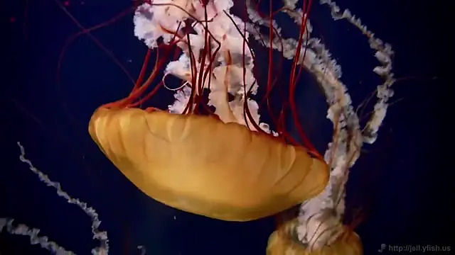 streamy test11 online show from 11/26/25, 05:03