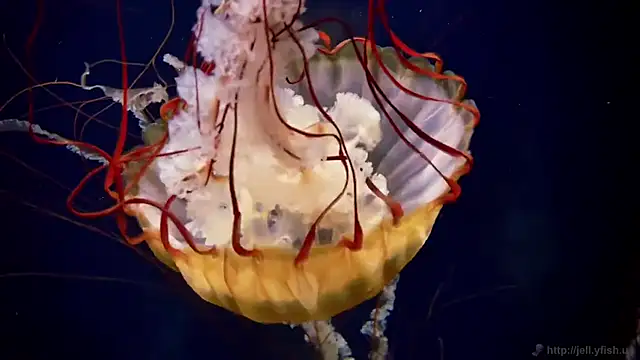 streamy test11 online show from 12/16/25, 10:53