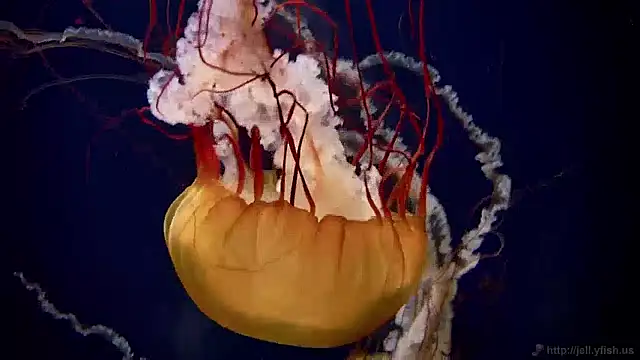 Snapshot of streamy_test12 chatting on 12/02/24, 08:09 streamy test12 online show from 12/02/24, 08:09