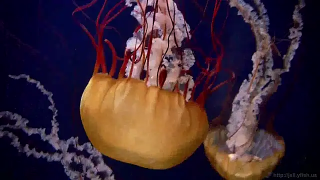 Snapshot of streamy_test12 chatting on 12/05/24, 08:11 streamy test12 online show from 12/05/24, 08:11