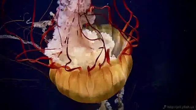 Snapshot of streamy_test12 chatting on 12/09/24, 08:11 streamy test12 online show from 12/09/24, 08:11