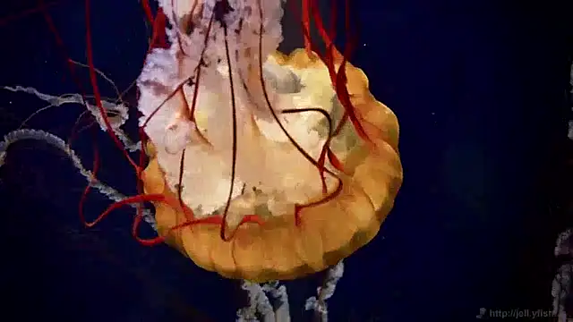 Snapshot of streamy_test12 chatting on 12/10/24, 08:19 streamy test12 online show from 12/10/24, 08:19