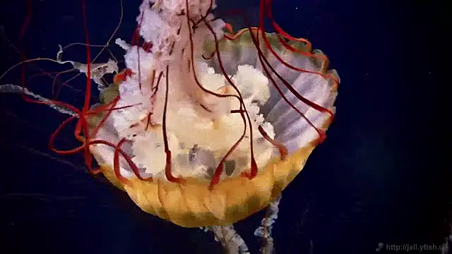 Snapshot of streamy_test12 chatting on 12/13/24, 08:09 streamy test12 online show from 12/13/24, 08:09