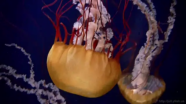 Snapshot of streamy_test12 chatting on 12/19/24, 11:07 streamy test12 online show from 12/19/24, 11:07