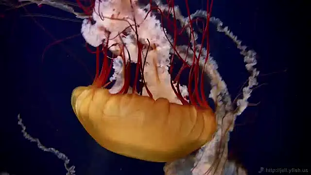 Snapshot of streamy_test12 chatting on 12/27/24, 08:13 streamy test12 online show from 12/27/24, 08:13