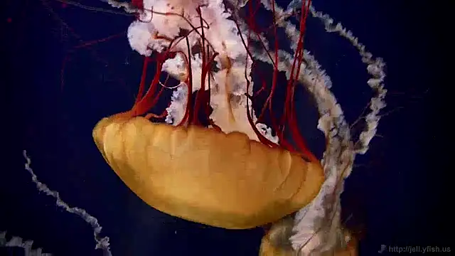 Snapshot of streamy_test12 chatting on 12/30/24, 08:10 streamy test12 online show from 12/30/24, 08:10