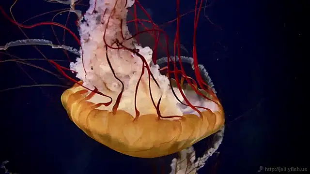 Snapshot of streamy_test12 chatting on 01/14/25, 08:20 streamy test12 online show from 01/14/25, 08:20