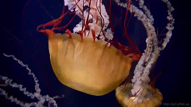 Snapshot of streamy_test12 chatting on 01/15/25, 08:09 streamy test12 online show from 01/15/25, 08:09