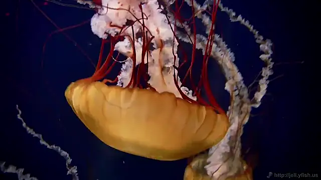 Snapshot of streamy_test12 chatting on 03/04/25, 08:13 streamy test12 online show from 03/04/25, 08:13