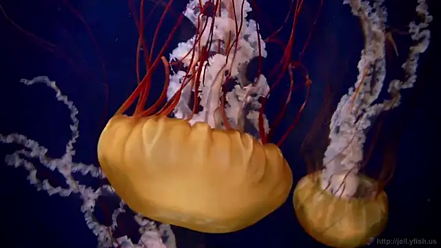 Snapshot of streamy_test12 chatting on 03/05/25, 08:32 streamy test12 online show from 03/05/25, 08:32