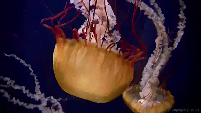 Snapshot of streamy_test12 chatting on 03/10/25, 08:15 streamy test12 online show from 03/10/25, 08:15