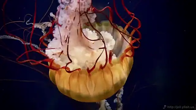 Snapshot of streamy_test12 chatting on 09/16/25, 04:30 streamy test12 online show from 09/16/25, 04:30