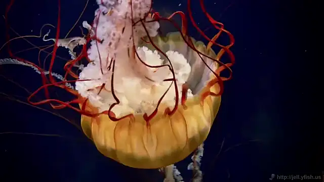 Snapshot of streamy_test12 chatting on 09/23/25, 05:21 streamy test12 online show from 09/23/25, 05:21