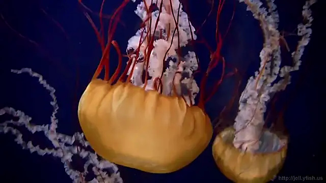 Snapshot of streamy_test12 chatting on 09/25/25, 01:37 streamy test12 online show from 09/25/25, 01:37