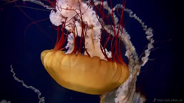 Snapshot of streamy_test12 chatting on 10/09/25, 01:31 streamy test12 online show from 10/09/25, 01:31