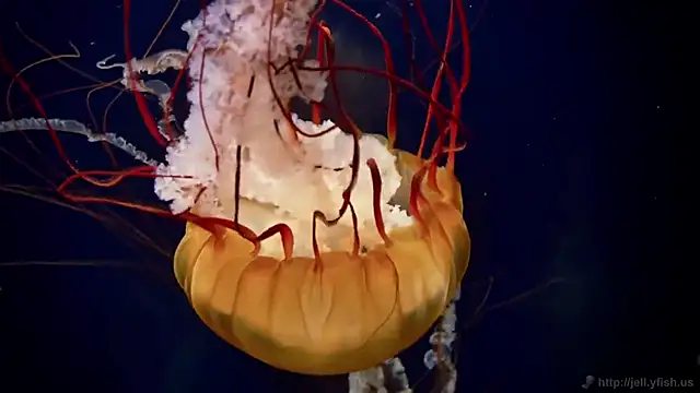 Snapshot of streamy_test12 chatting on 10/21/25, 07:42 streamy test12 online show from 10/21/25, 07:42