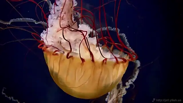 Snapshot of streamy_test12 chatting on 10/27/25, 11:58 streamy test12 online show from 10/27/25, 11:58