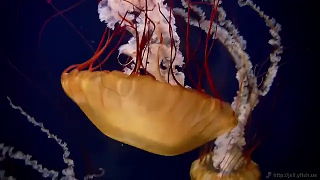 Snapshot of streamy_test12 chatting on 11/03/25, 11:55 streamy test12 online show from 11/03/25, 11:55