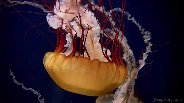 Snapshot of streamy_test12 chatting on 11/05/25, 11:54 streamy test12 online show from 11/05/25, 11:54