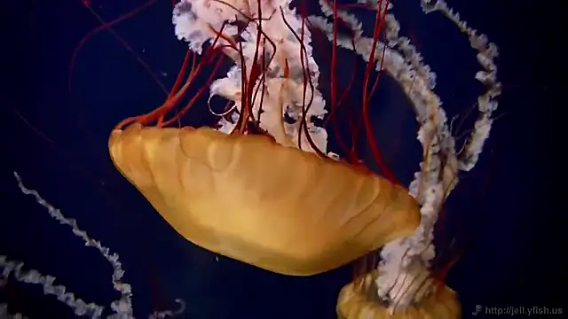 Snapshot of streamy_test12 chatting on 11/07/25, 12:27 streamy test12 online show from 11/07/25, 12:27