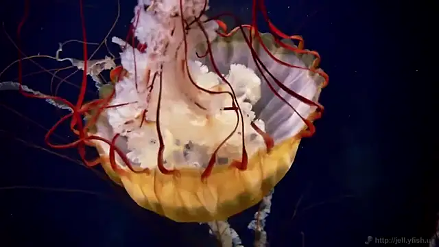 Snapshot of streamy_test12 chatting on 11/12/25, 01:44 streamy test12 online show from 11/12/25, 01:44