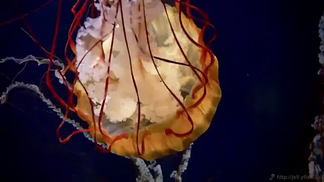 Snapshot of streamy_test12 chatting on 11/24/25, 12:27 streamy test12 online show from 11/24/25, 12:27