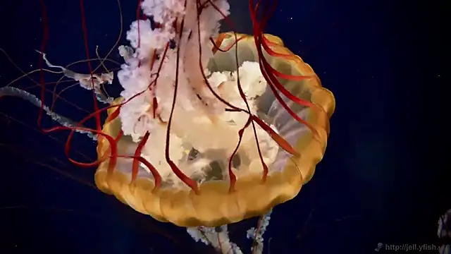 Snapshot of streamy_test12 chatting on 12/17/25, 09:59 streamy test12 online show from 12/17/25, 09:59