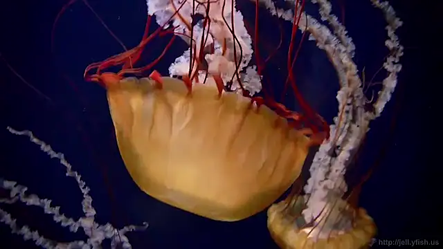 streamy test12 online show from 01/14/26, 03:17