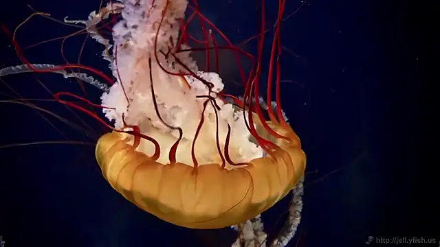 streamy test12 online show from 02/16/26, 04:25