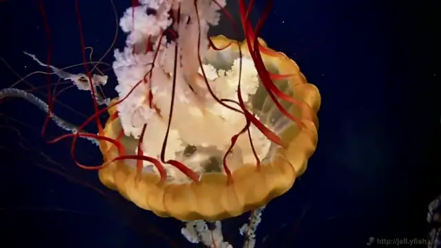 streamy test12 online show from 03/05/26, 09:16