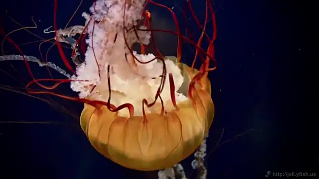 streamy test12 online show from 03/23/26, 10:08