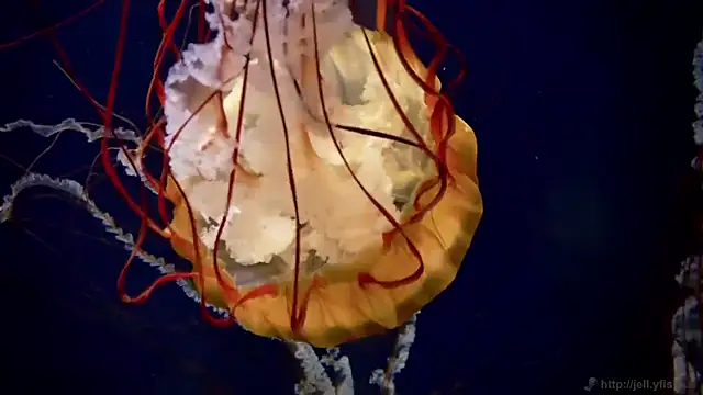 streamy test12 online show from 03/31/26, 08:26