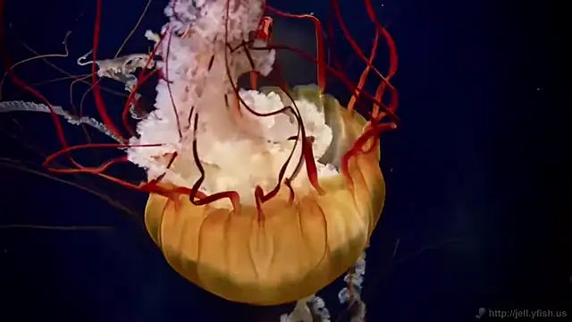 streamy test12 online show from 04/07/26, 09:32