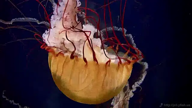 streamy test13 online show from 12/02/24, 08:09