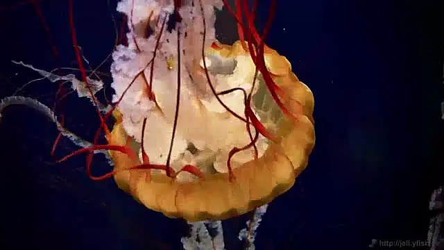 streamy test13 online show from 12/04/24, 08:12