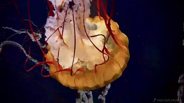 streamy test13 online show from 12/05/24, 08:11