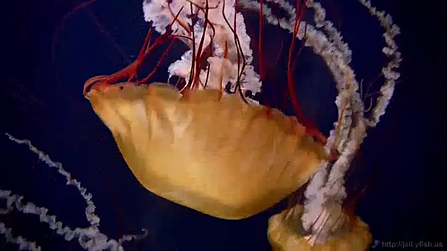 streamy test13 online show from 12/17/24, 08:12