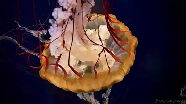 streamy test13 online show from 01/28/25, 08:14