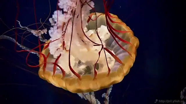 streamy test13 online show from 03/07/25, 08:13