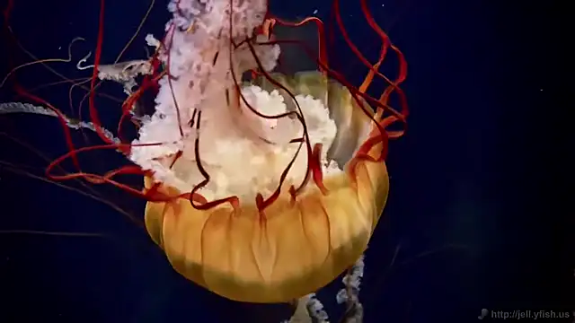 streamy test13 online show from 09/09/25, 08:25