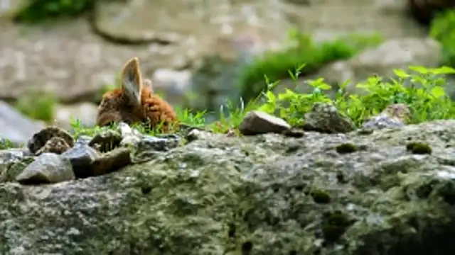 streamy test13 online show from 02/12/26, 07:25