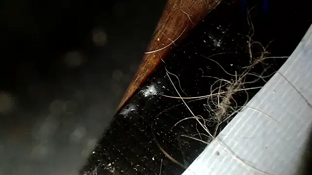 Snapshot of Gigadickman chatting on 12/03/24, 02:47 Gigadickman online show from 12/03/24, 02:47